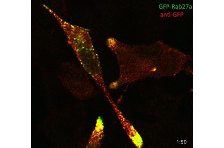 Immunoflouroscence - Anti-GFP Antibody (AB0020) - Antibodies.com