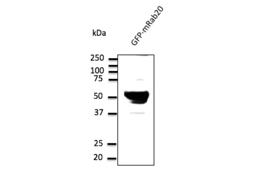 Western Blot - Anti-RAB20 Antibody (AB0022) - Antibodies.com