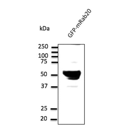 Western Blot - Anti-RAB20 Antibody (AB0022) - Antibodies.com