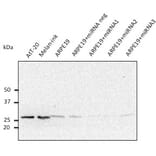 Western Blot - Anti-RAB27A Antibody (AB0023) - Antibodies.com