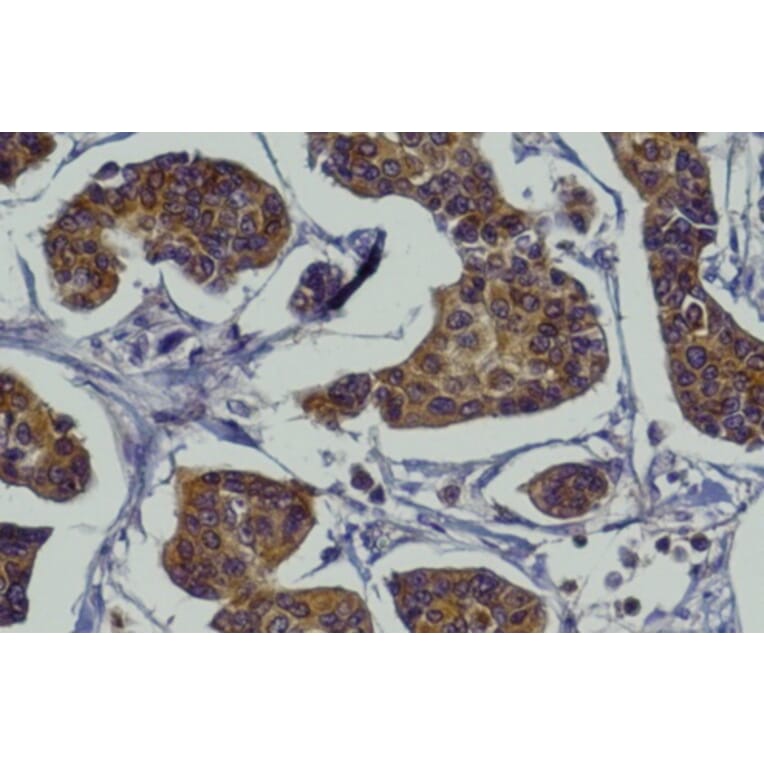 Immunohistochemistry - Anti-RAB27A Antibody (AB0023) - Antibodies.com