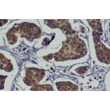 Immunohistochemistry - Anti-RAB27A Antibody (AB0023) - Antibodies.com