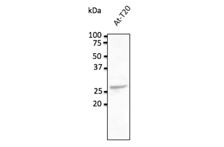 Western Blot - Anti-RAB5C Antibody (AB0024) - Antibodies.com