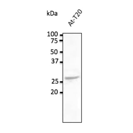 Western Blot - Anti-RAB5C Antibody (AB0024) - Antibodies.com