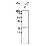 Western Blot - Anti-RAB5C Antibody (AB0024) - Antibodies.com