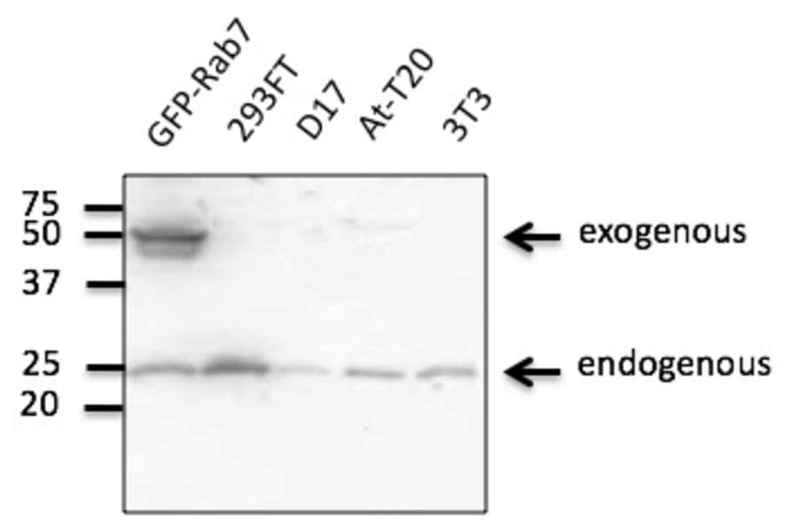 Western Blot - Anti-RAB7A Antibody (AB0033) - Antibodies.com