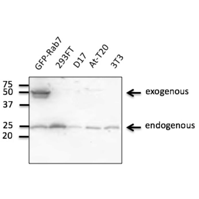 Western Blot - Anti-RAB7A Antibody (AB0033) - Antibodies.com