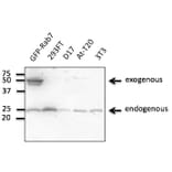 Western Blot - Anti-RAB7A Antibody (AB0033) - Antibodies.com