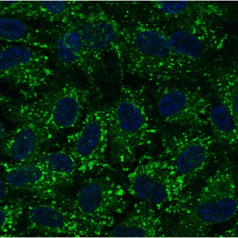 Immunoflouroscence - Anti-RAB7A Antibody (AB0033) - Antibodies.com