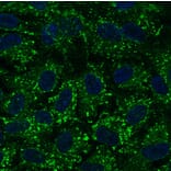 Immunoflouroscence - Anti-RAB7A Antibody (AB0033) - Antibodies.com