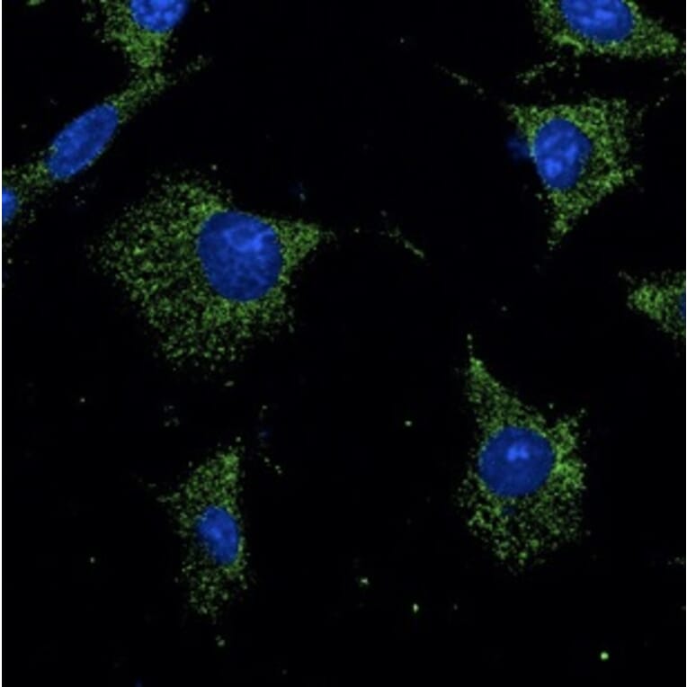 Immunoflouroscence - Anti-RAB7A Antibody (AB0033) - Antibodies.com