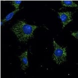 Immunoflouroscence - Anti-RAB7A Antibody (AB0033) - Antibodies.com