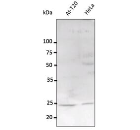 Western Blot - Anti-RAB11A Antibody (AB0034) - Antibodies.com