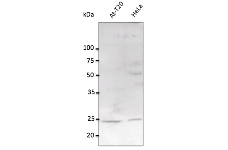 Western Blot - Anti-RAB11A Antibody (AB0034) - Antibodies.com