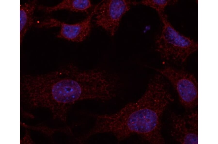 Immunoflouroscence - Anti-RAB11A Antibody (AB0034) - Antibodies.com