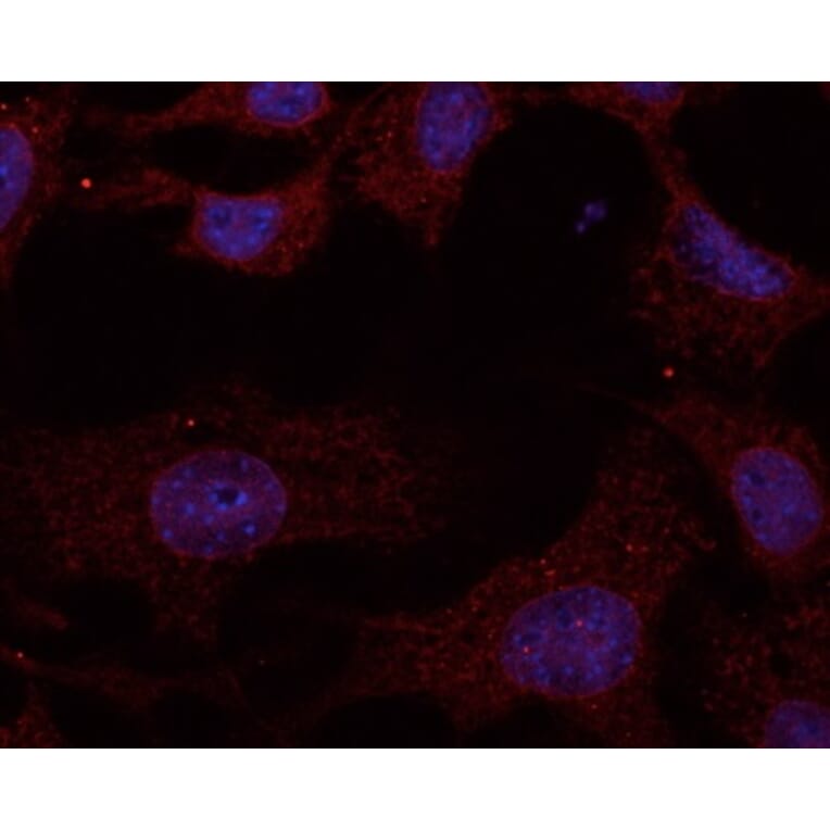 Immunoflouroscence - Anti-RAB11A Antibody (AB0034) - Antibodies.com