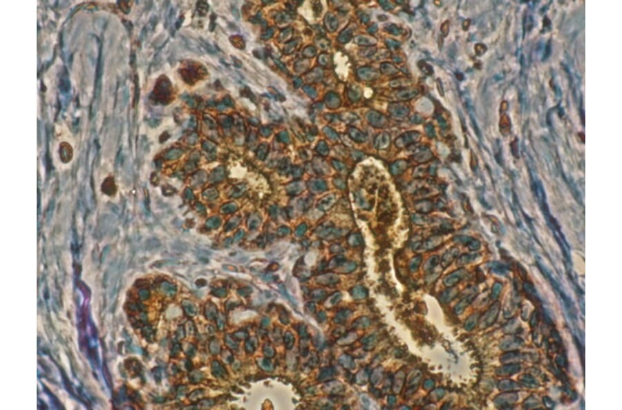 Immunohistochemistry - Anti-RAB11A Antibody (AB0034) - Antibodies.com