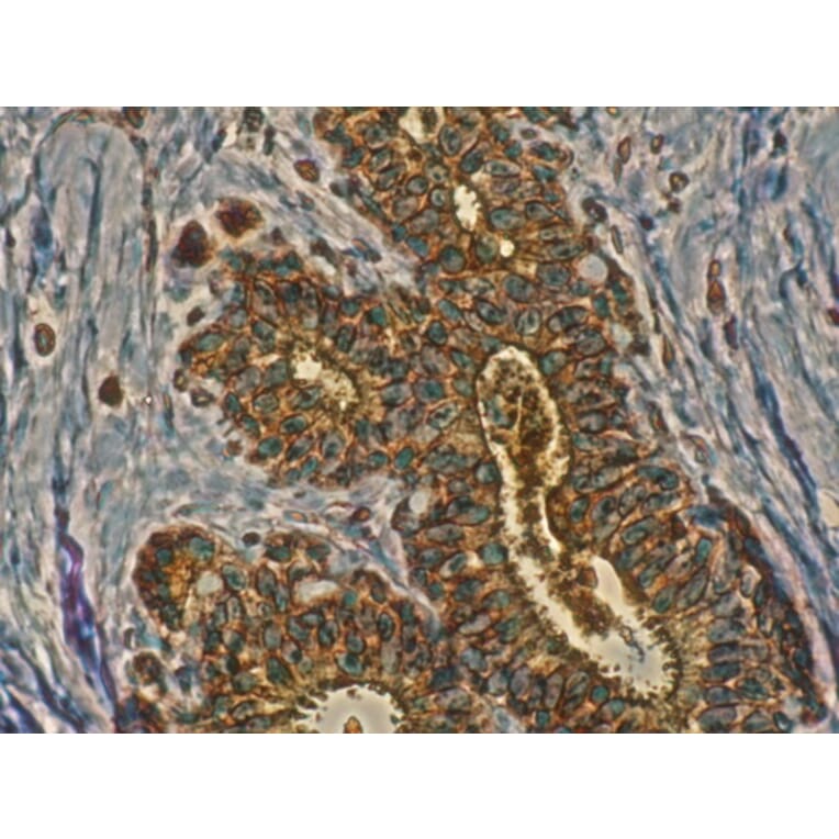Immunohistochemistry - Anti-RAB11A Antibody (AB0034) - Antibodies.com