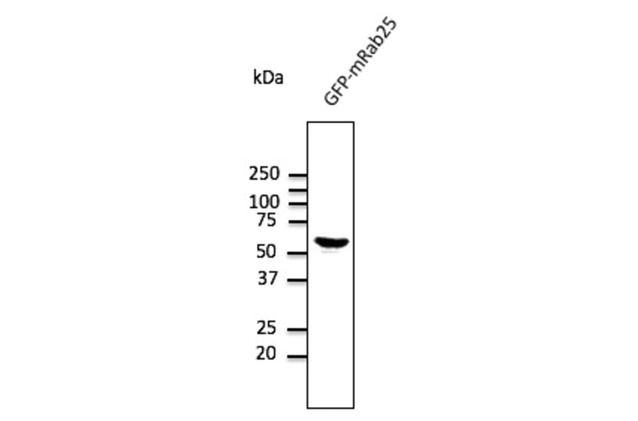 Western Blot - Anti-RAB25 Antibody (AB0035) - Antibodies.com