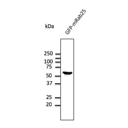 Western Blot - Anti-RAB25 Antibody (AB0035) - Antibodies.com