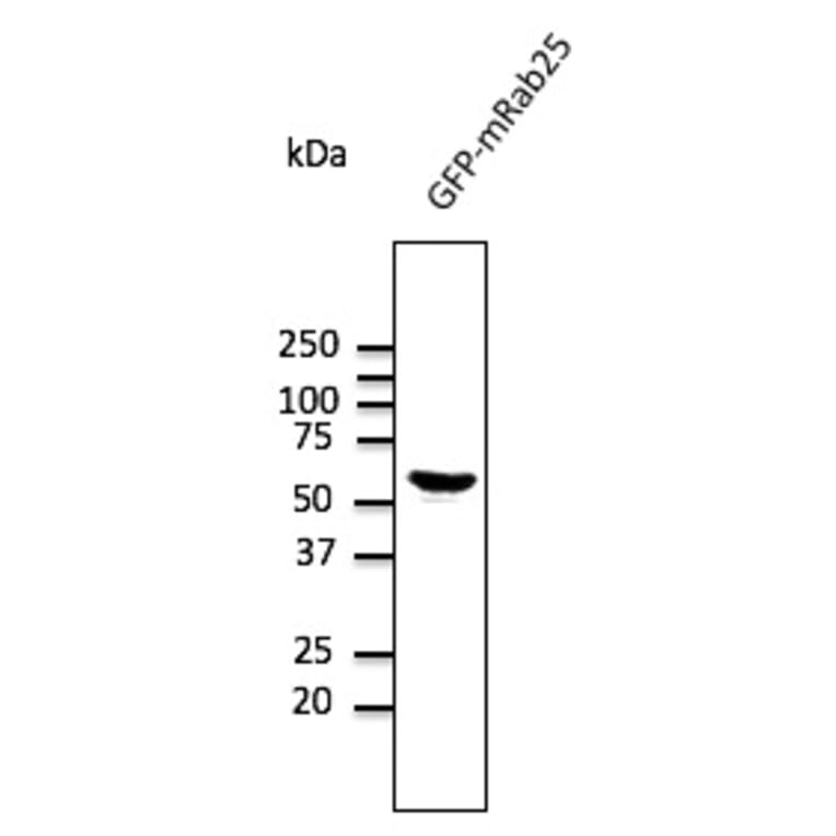 Western Blot - Anti-RAB25 Antibody (AB0035) - Antibodies.com