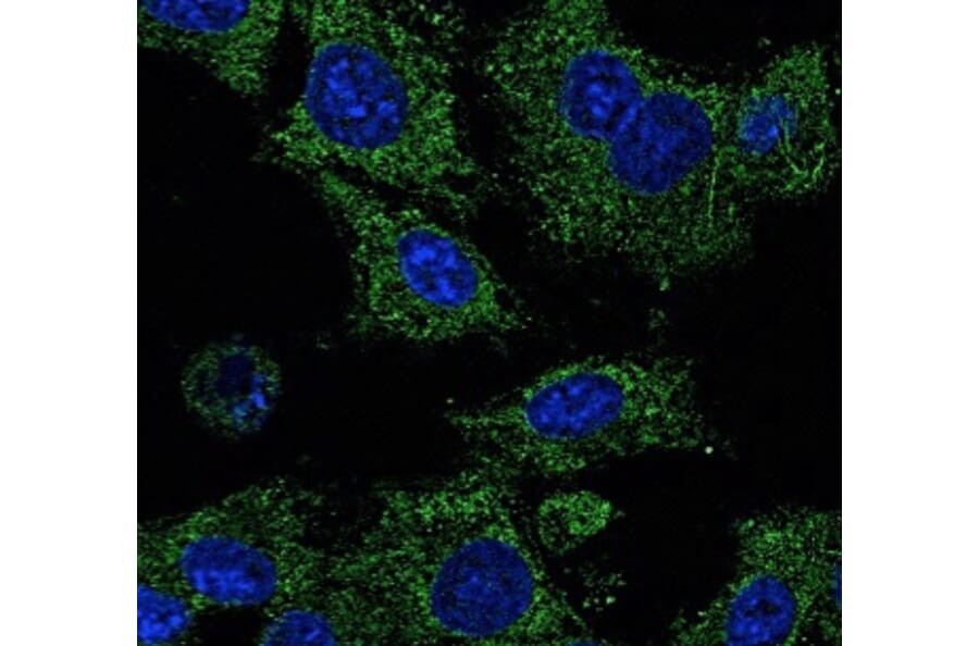 Immunoflouroscence - Anti-RAB25 Antibody (AB0035) - Antibodies.com