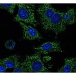 Immunoflouroscence - Anti-RAB25 Antibody (AB0035) - Antibodies.com