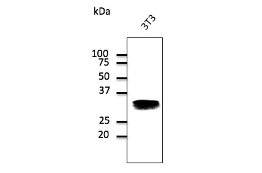 Western Blot - Anti-RAB32 Antibody (AB0036) - Antibodies.com