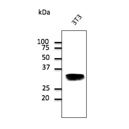 Western Blot - Anti-RAB32 Antibody (AB0036) - Antibodies.com