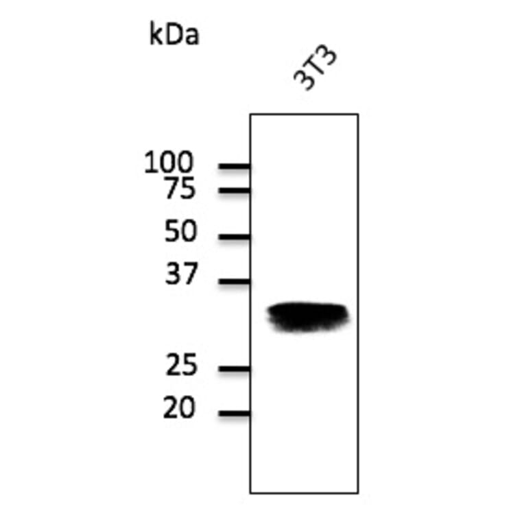 Western Blot - Anti-RAB32 Antibody (AB0036) - Antibodies.com