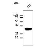 Western Blot - Anti-RAB32 Antibody (AB0036) - Antibodies.com