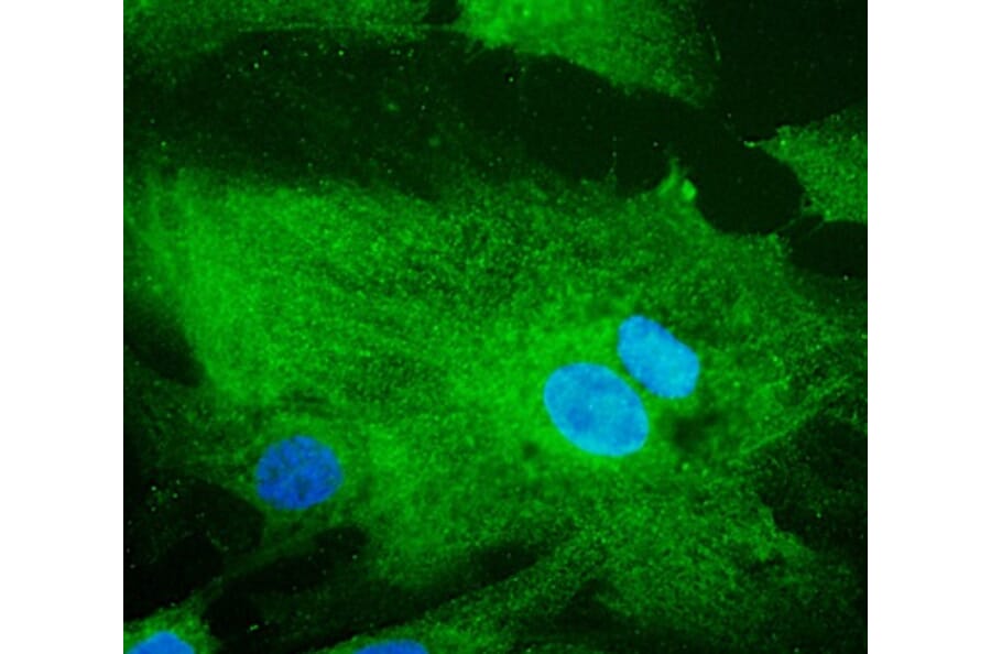 Immunoflouroscence - Anti-RAB32 Antibody (AB0036) - Antibodies.com