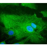 Immunoflouroscence - Anti-RAB32 Antibody (AB0036) - Antibodies.com