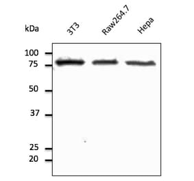 Western Blot - Anti-Calnexin Antibody (AB0037) - Antibodies.com