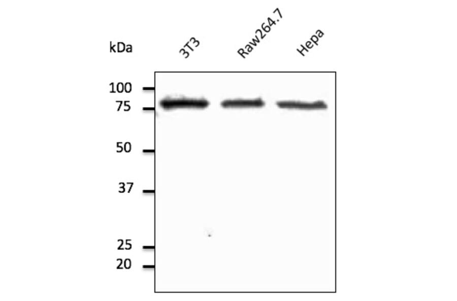 Western Blot - Anti-Calnexin Antibody (AB0037) - Antibodies.com
