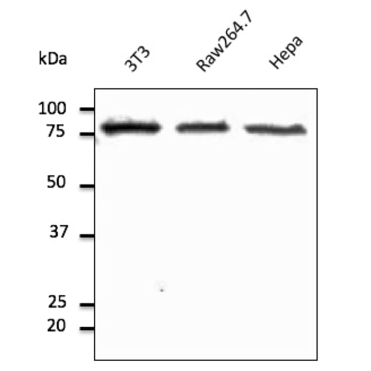 Western Blot - Anti-Calnexin Antibody (AB0037) - Antibodies.com