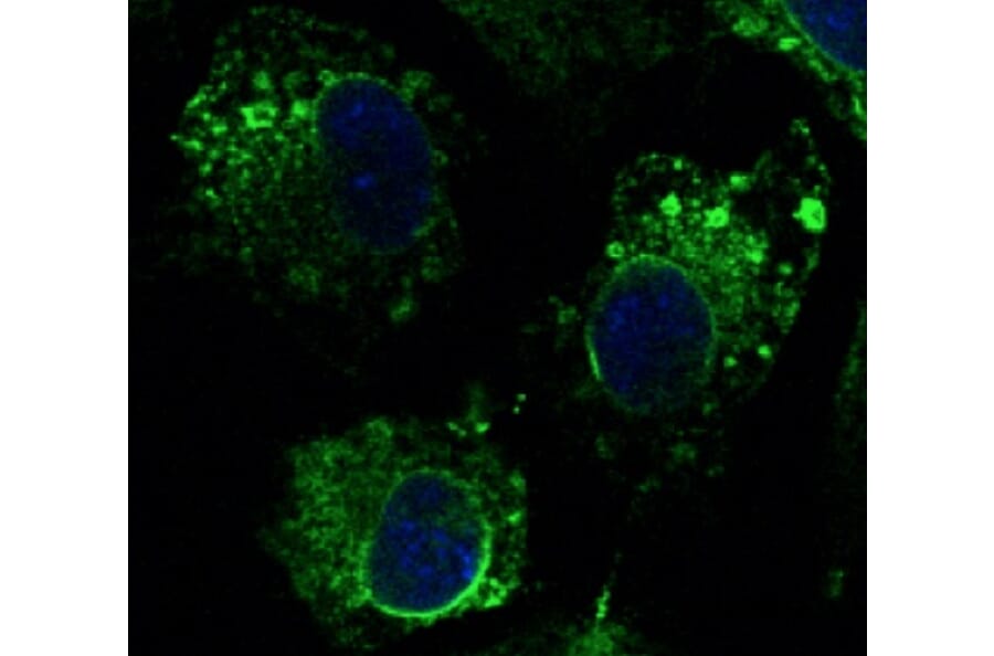 Immunoflouroscence - Anti-Calnexin Antibody (AB0037) - Antibodies.com