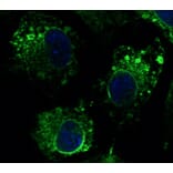 Immunoflouroscence - Anti-Calnexin Antibody (AB0037) - Antibodies.com