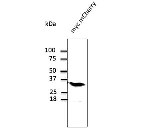 Western Blot - Anti-mCherry Antibody (AB0040) - Antibodies.com