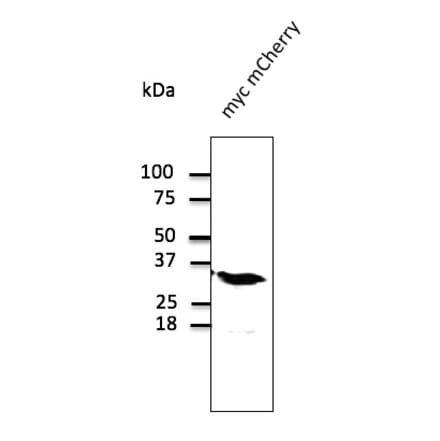 Western Blot - Anti-mCherry Antibody (AB0040) - Antibodies.com
