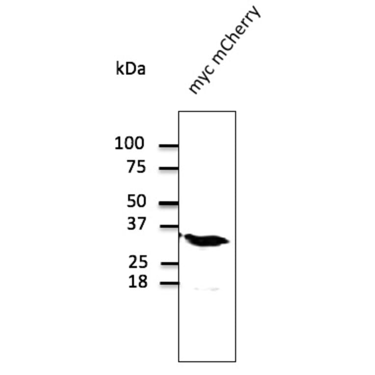 Western Blot - Anti-mCherry Antibody (AB0040) - Antibodies.com