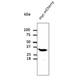 Western Blot - Anti-mCherry Antibody (AB0040) - Antibodies.com