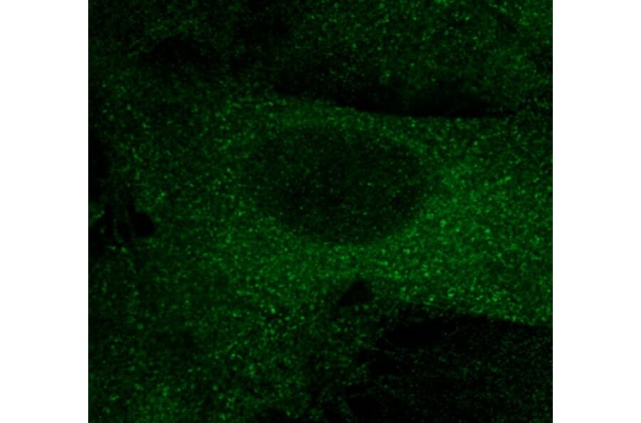 Immunoflouroscence - Anti-mCherry Antibody (AB0040) - Antibodies.com