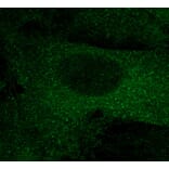Immunoflouroscence - Anti-mCherry Antibody (AB0040) - Antibodies.com
