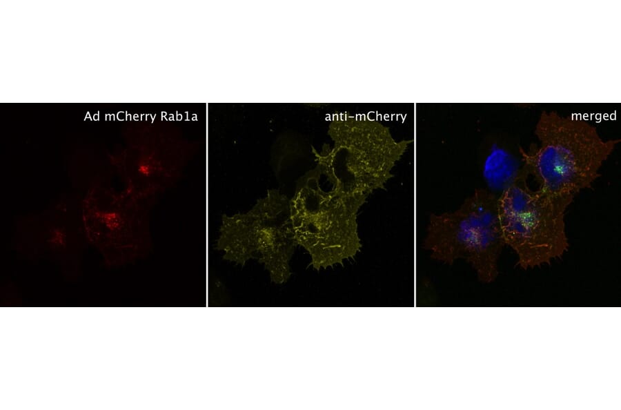 Immunoflouroscence - Anti-mCherry Antibody (AB0040) - Antibodies.com