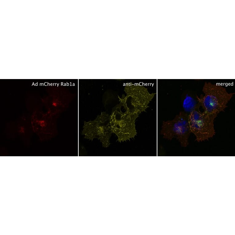 Immunoflouroscence - Anti-mCherry Antibody (AB0040) - Antibodies.com