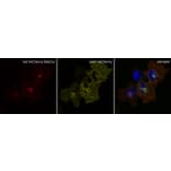 Immunoflouroscence - Anti-mCherry Antibody (AB0040) - Antibodies.com