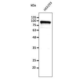 Western Blot - Anti-Calnexin Antibody (AB0041) - Antibodies.com
