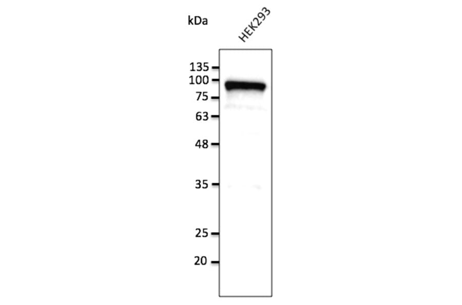 Western Blot - Anti-Calnexin Antibody (AB0041) - Antibodies.com