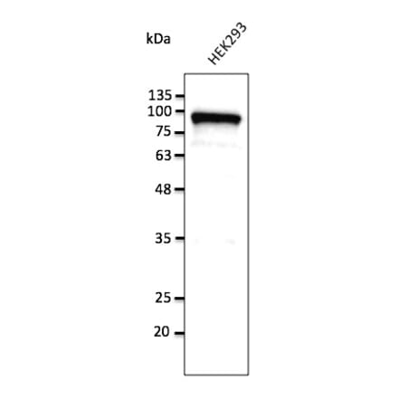 Western Blot - Anti-Calnexin Antibody (AB0041) - Antibodies.com